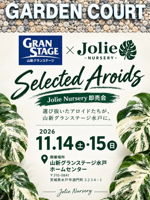 Jolie Nursery 即売会「Jolie Selected Aroids」