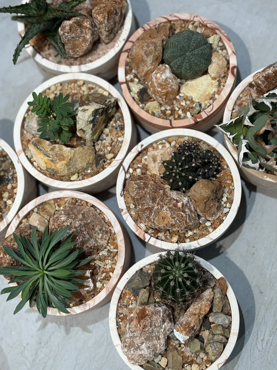 植え替えサービス！